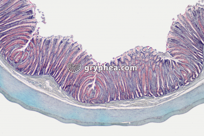 Gros intestin x10 - gryphea.org